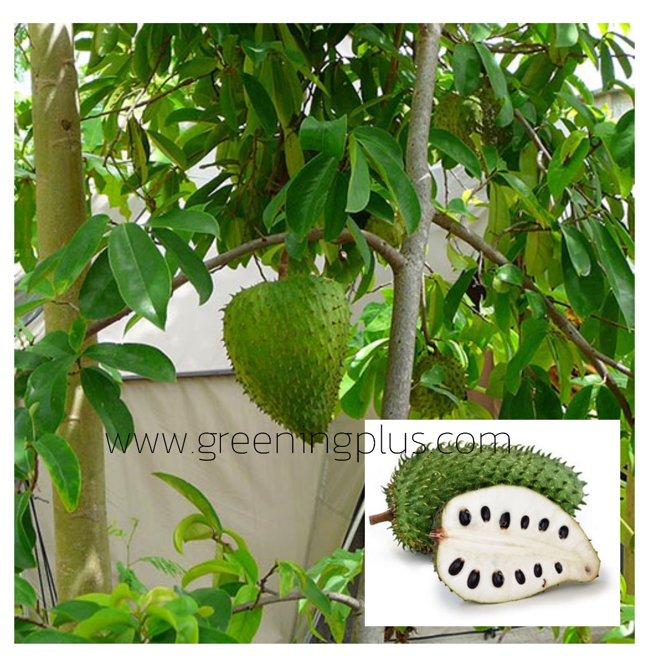 เมล็ดทุเรียนเทศ 20เมล็ด/ซอง