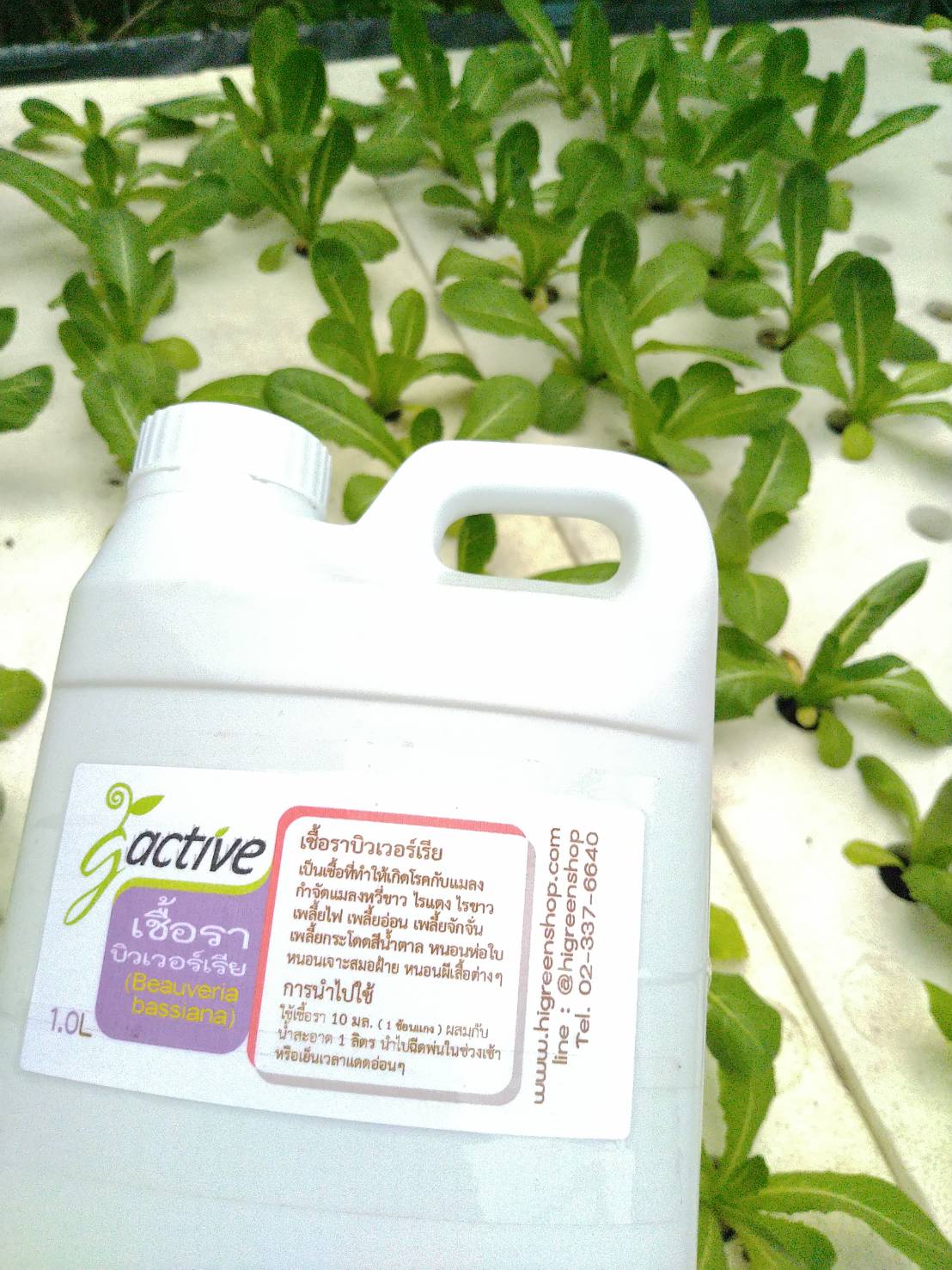 น้ำหมักจุลินทรีย์เชื้อราบิวเวอร์เรีย ขนาด 1000 มล.