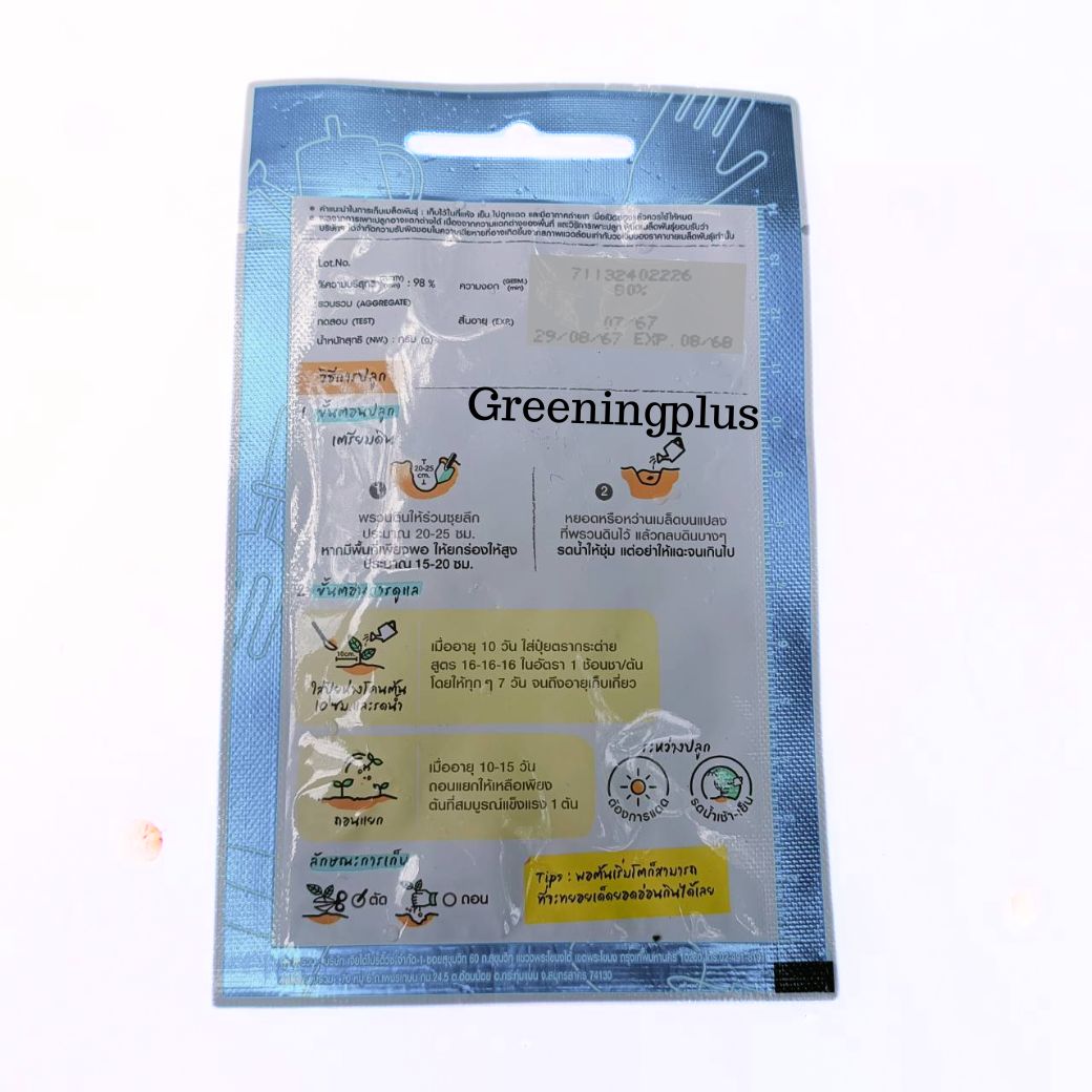 มะละกอฮอลแลนด์ สตาร์ (PAPAYA HOLLANE) เจียไต๋