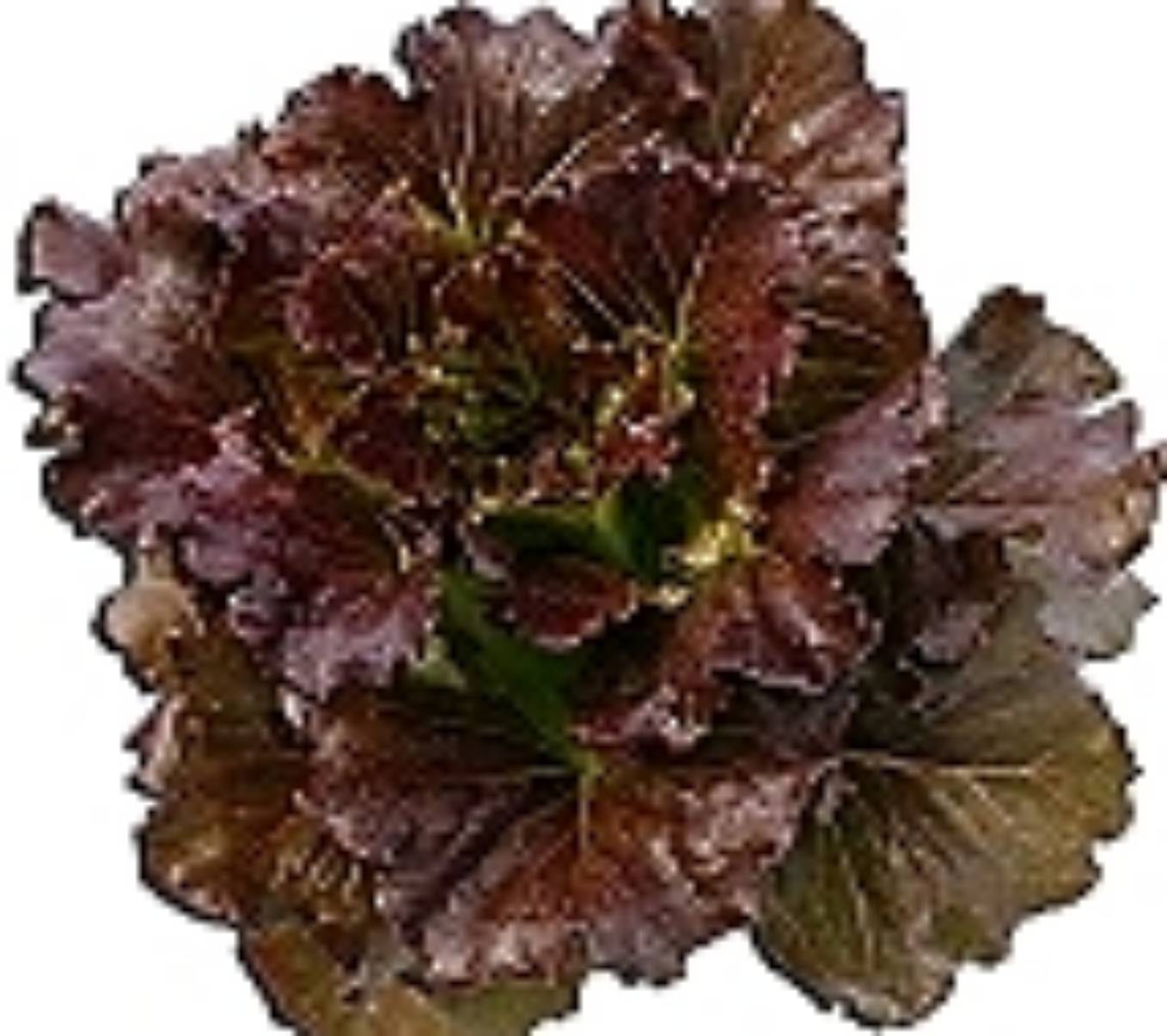 red batavia 100 pills (ไม่เคลือบ)