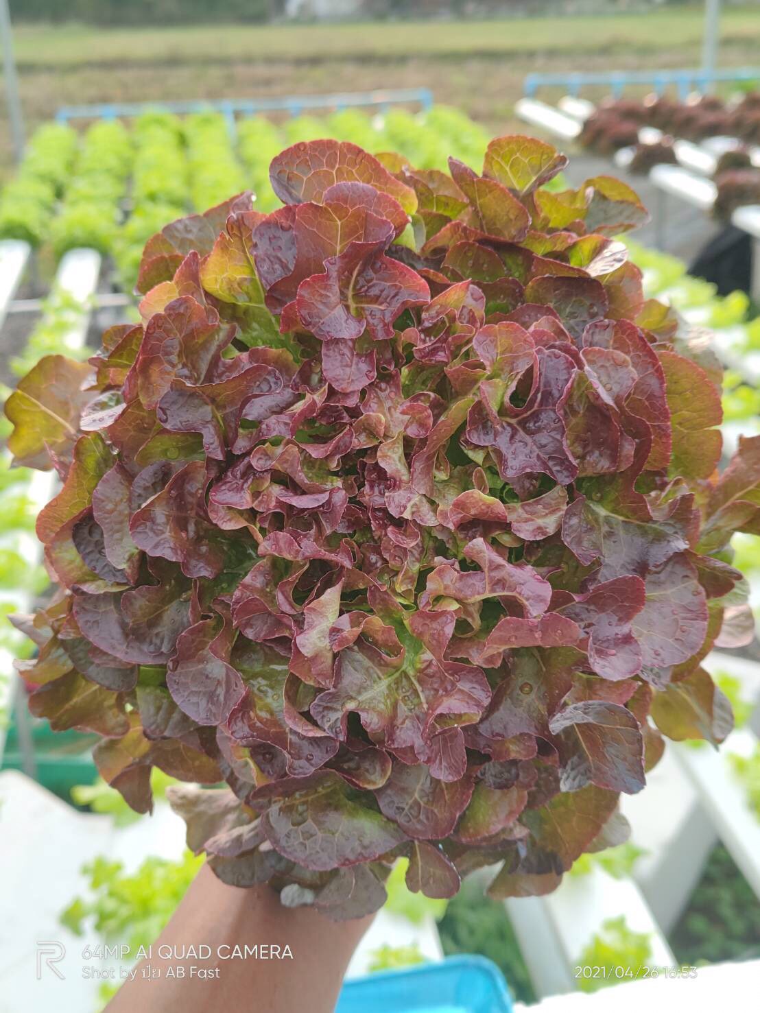 red oak (ฺRed Splash) Hi-Q 100 pills (ไม่เคลือบ) ทนร้อน เมล็ดสีดำ