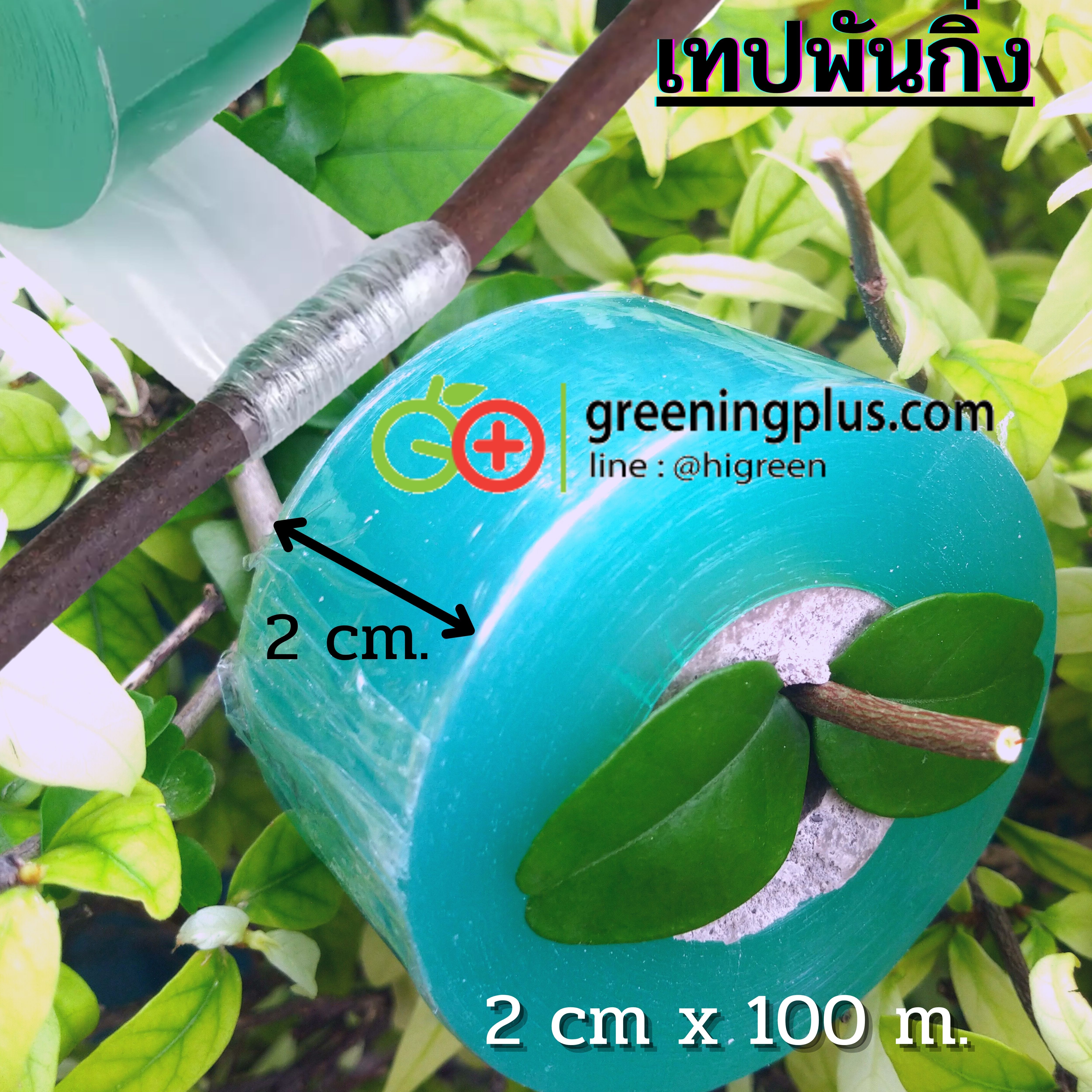 เทปพันกิ่งแบบใส (จำนวน 2 ม้วน)