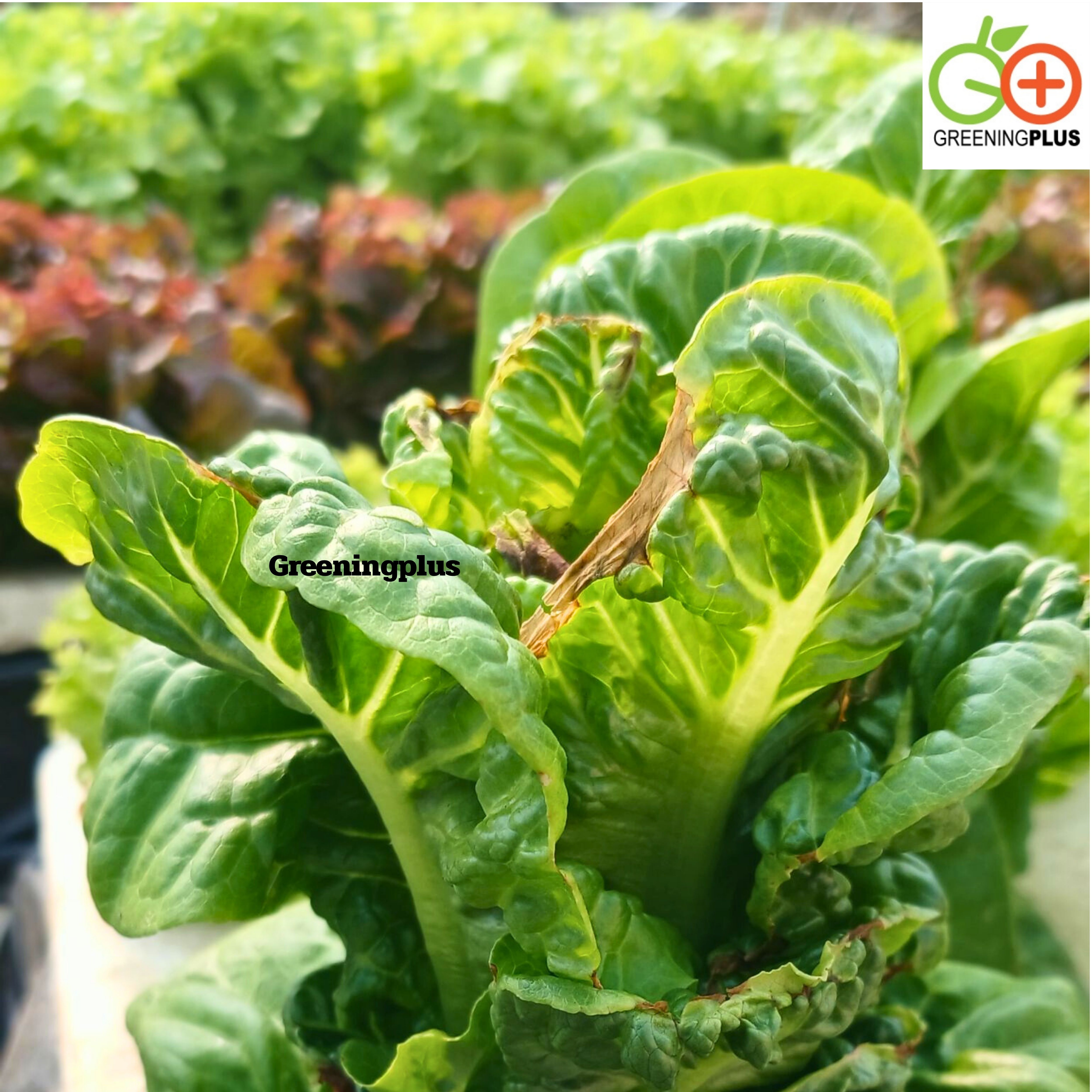 เชื้อราไตรโคเดอร์มาชนิดเม็ด(สำหรับฉีดพ่น) 20 กรัม