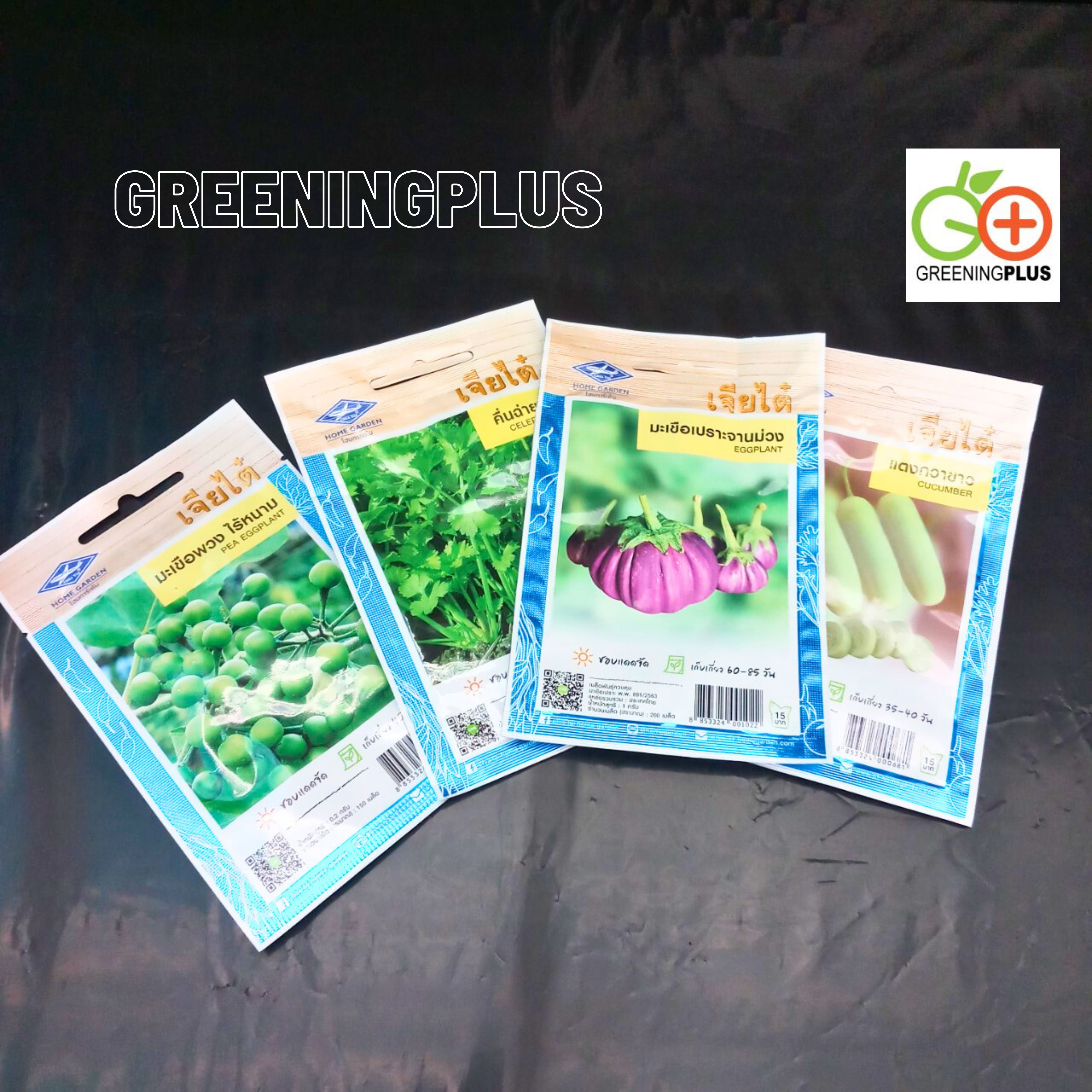 แตงกวาขาว (Cucumber) เจียใต๋