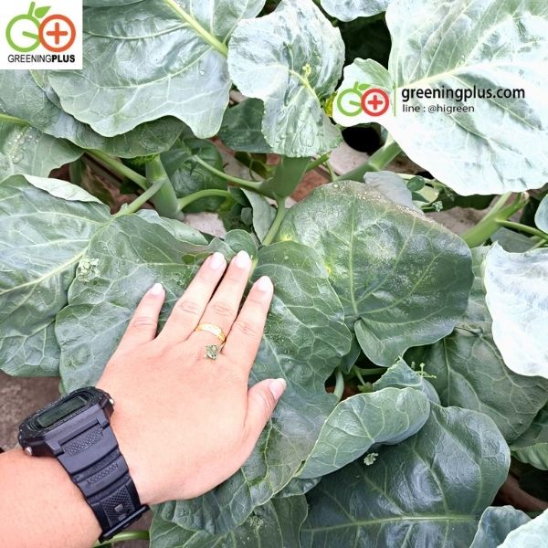 คะน้าเห็ดหอม 250 กรัม/ห่อ