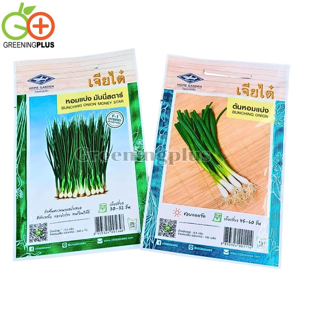 หอมแบ่ง Bunching onion เจียไต๋