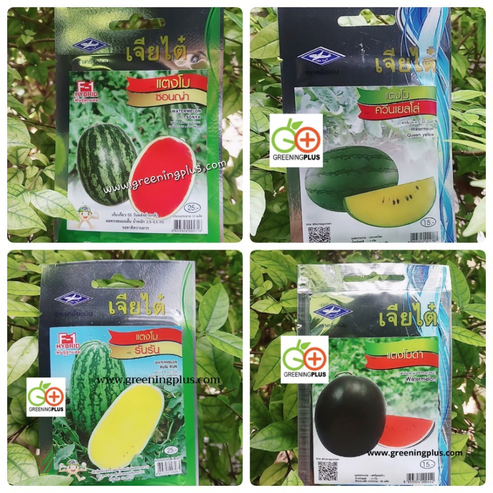 แตงโมดำ(Watermelon)เจียใต๋