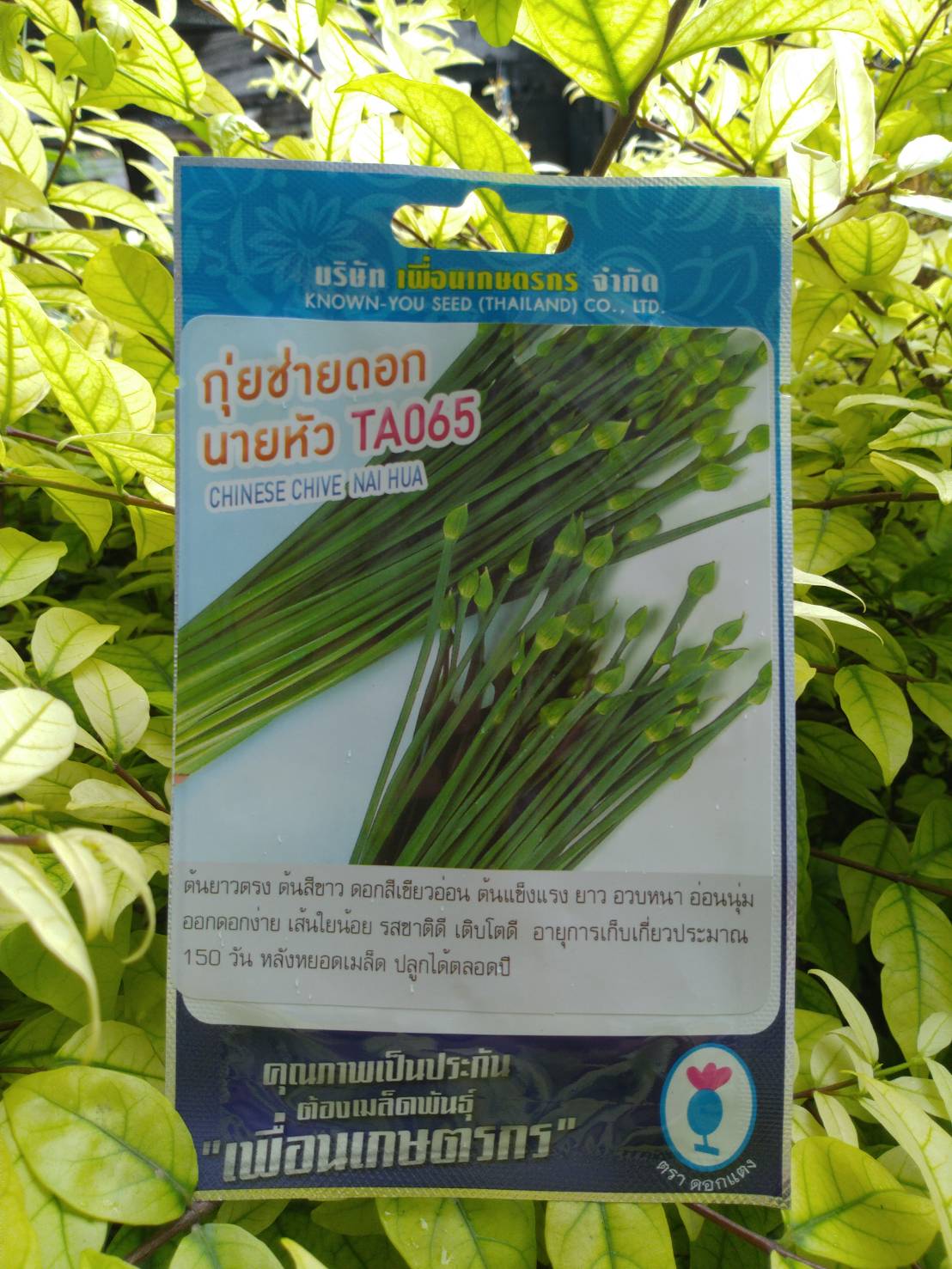 กุยช่ายดอก นายหัว TA065 chnese chive nai hua เพื่อนเกษตร