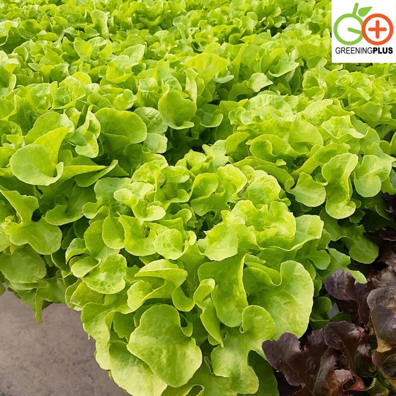 green oakleaf (KIAMBI) Dutch 100 pills(เคลือบ)