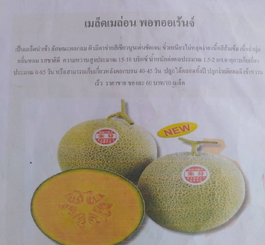 เมล่อน POT ORANGE 10 เมล็ด