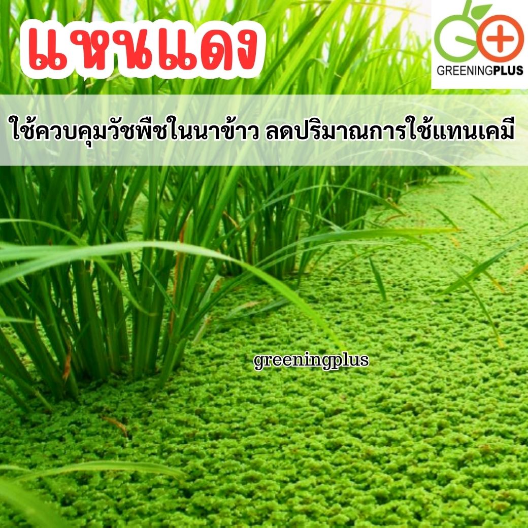 แหนแดง ไมโครฟิลล่า พันธุ์กรมวิชาการเกษตร ขนาด 1 กิโลกรัม / ถุง