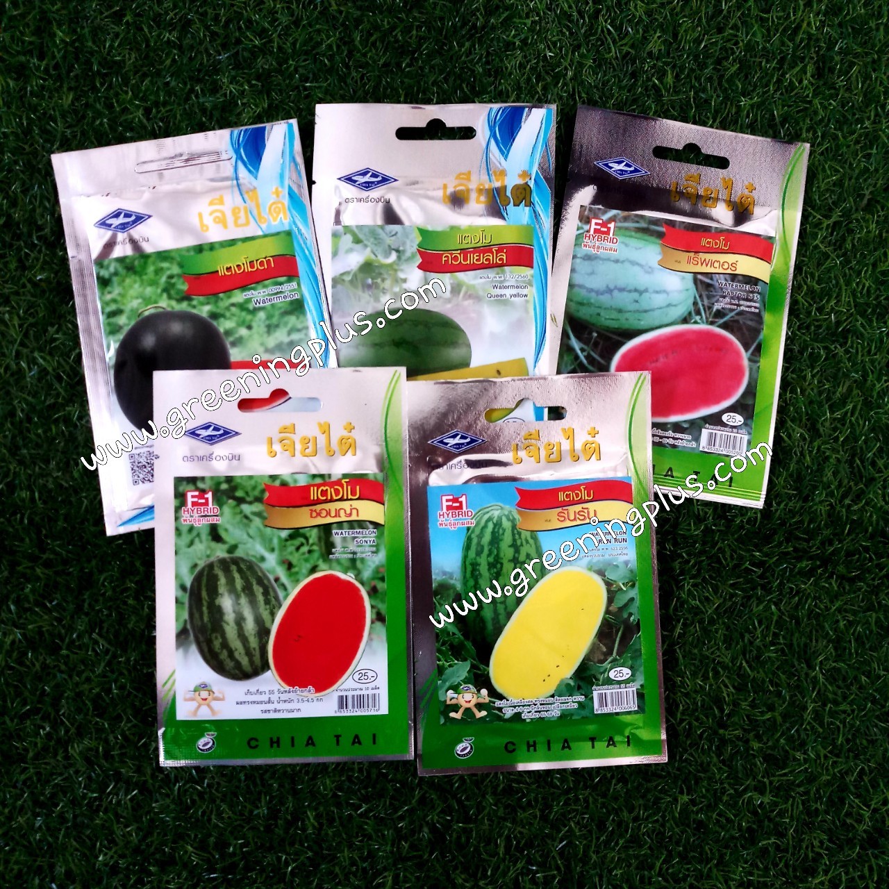 แตงโม แร็พเตอร์ (WATERMELON RAPTER 515) เจียไต๋