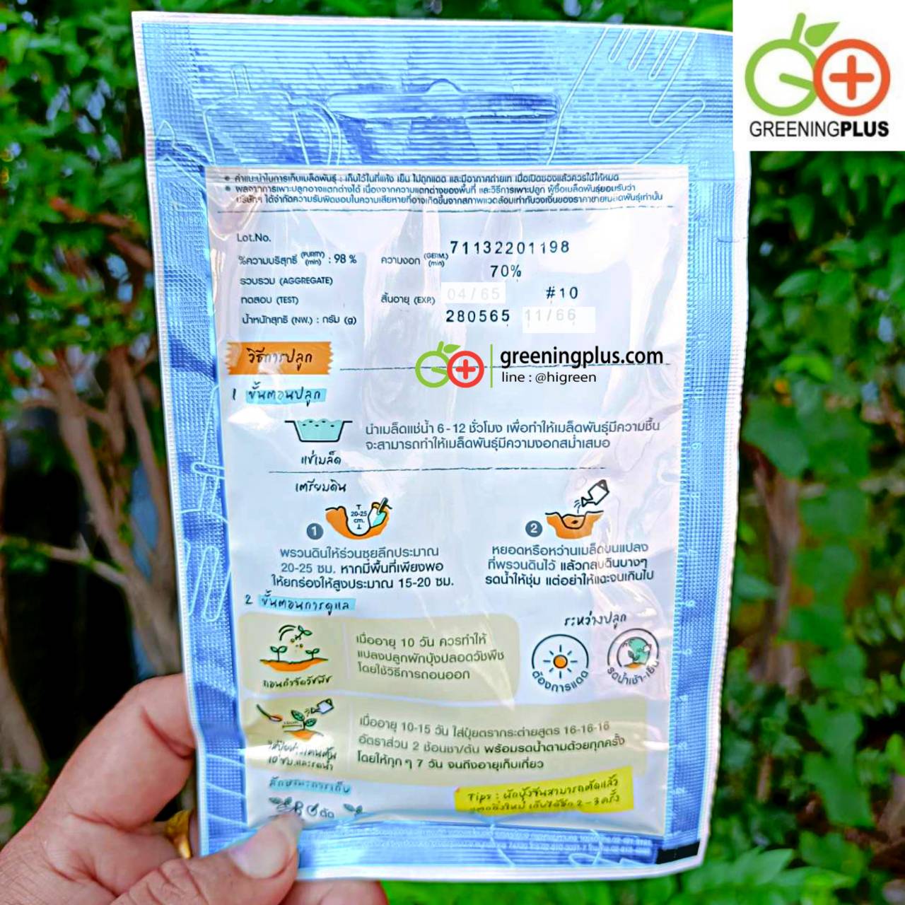 ผักบุ้งจีนใบใหญ่ Chinese Convolvulus เจียไต๋