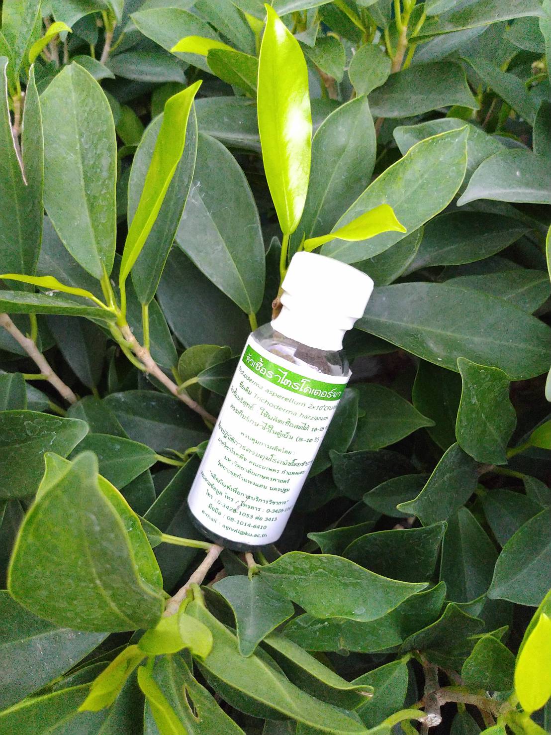 หัวเชื้อราไตรโคเดอร์ม่า ขนาด 20 กรัม