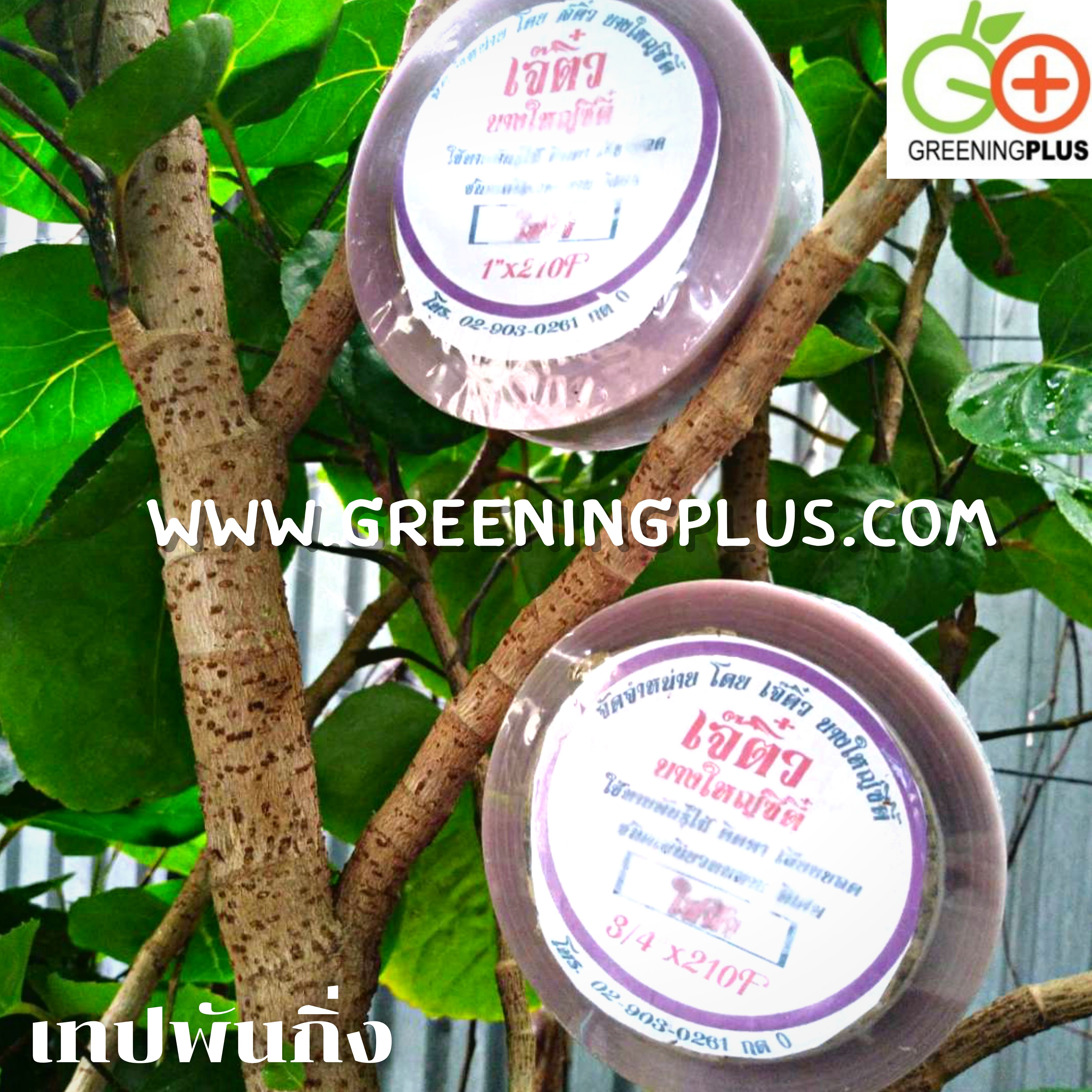 เทปพันกิ่ง ขนาด 1"x210F
