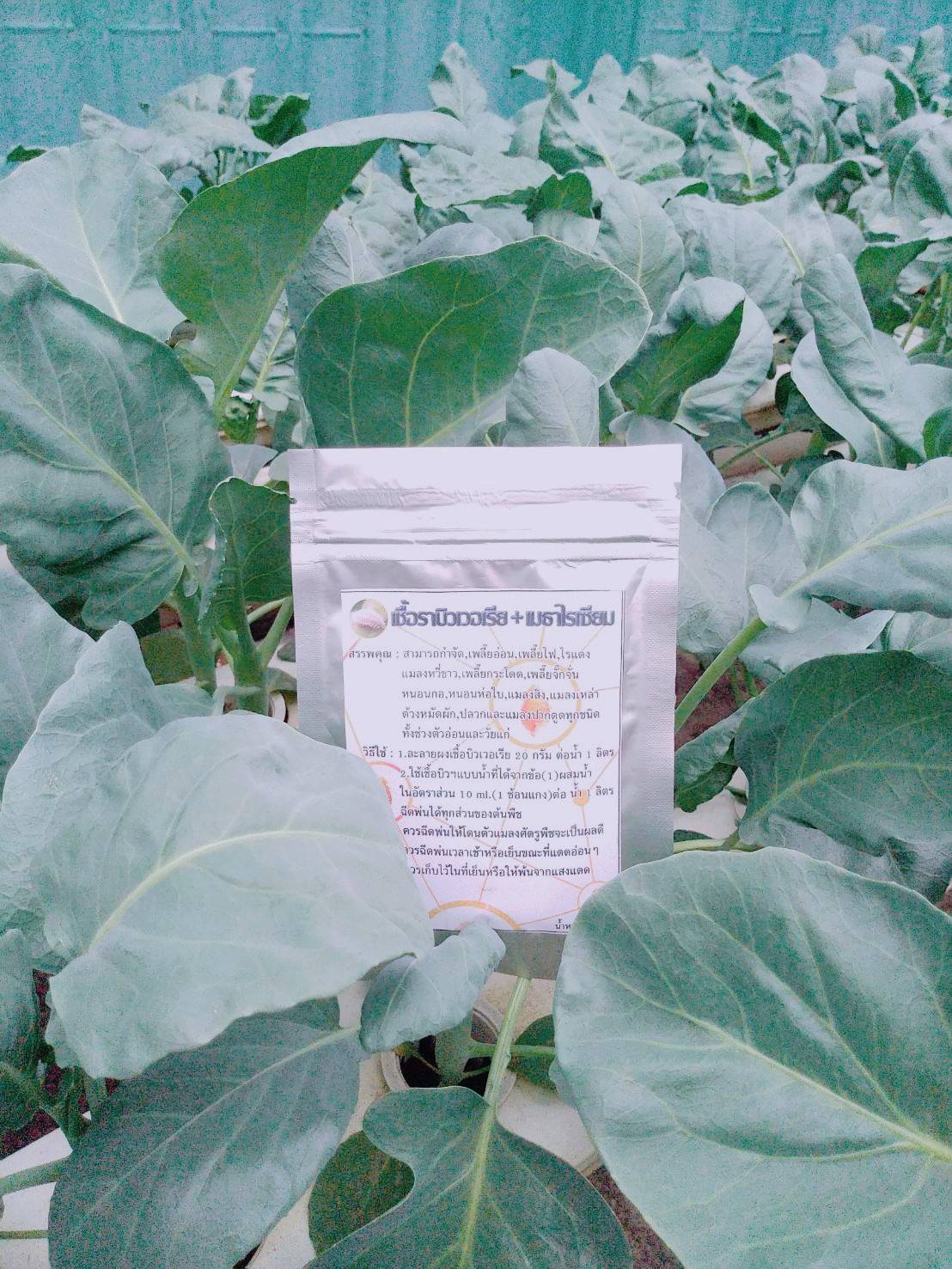 เชื้อราบิวเวอร์เรีย+เมธาไรเซียม แบบผง 20 กรัม ผสมน้ำได้ 1 ลิตร