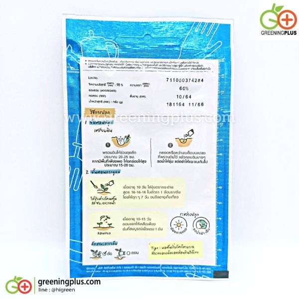 กะเพราแดง Holy Basil เจียไต๋