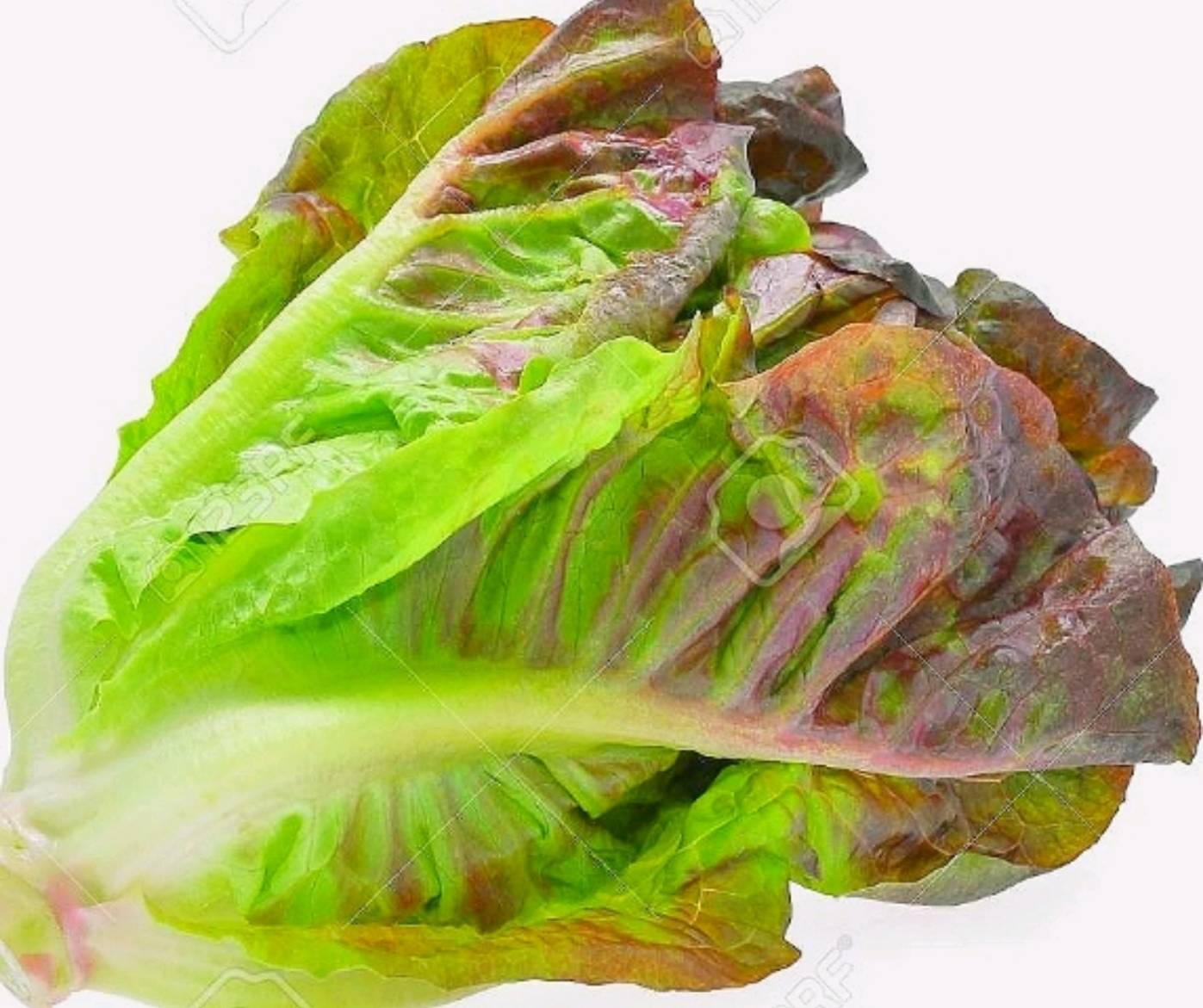 babyredcos (MOONRED) Enza Zaden 1000 pills (เคลือบ)