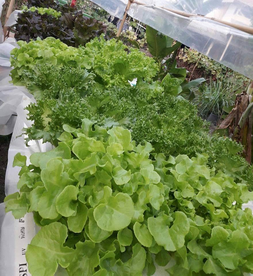 ชุดเมล็ดสลัด 9 ชนิด / แพ็ค