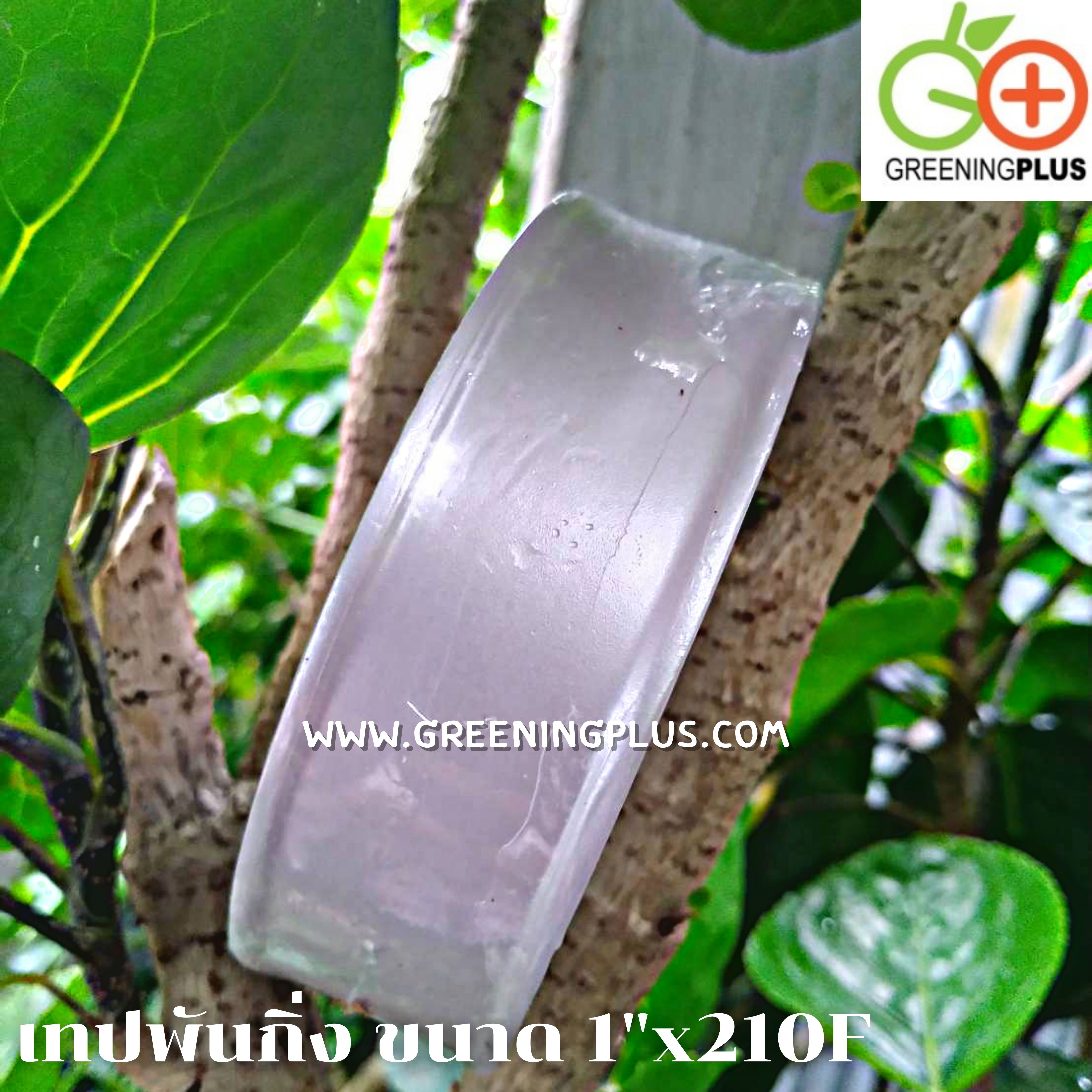 เทปพันกิ่ง ขนาด 1"x210F