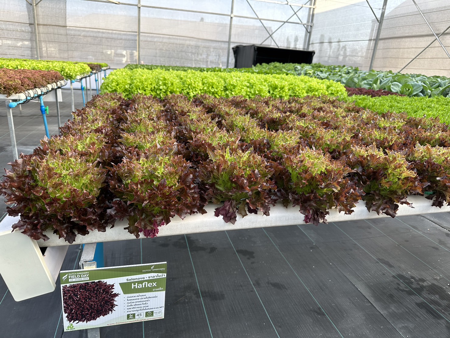 Red Incised (Salanova Haflex RZ) Dutch 100 pills(เคลือบ)