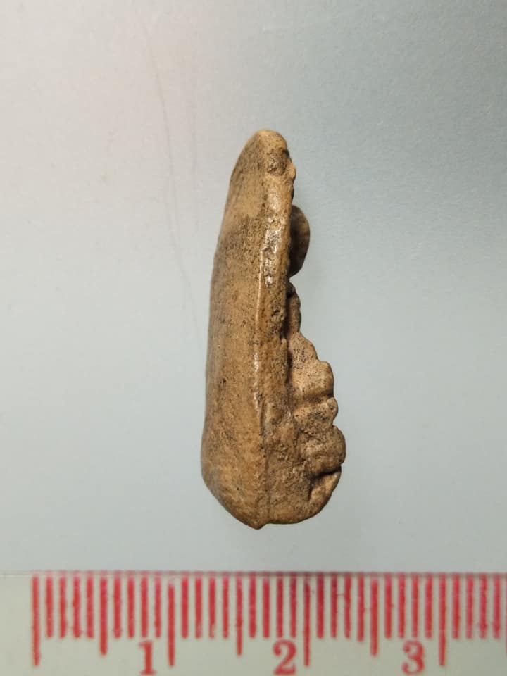 D211 พระรอด