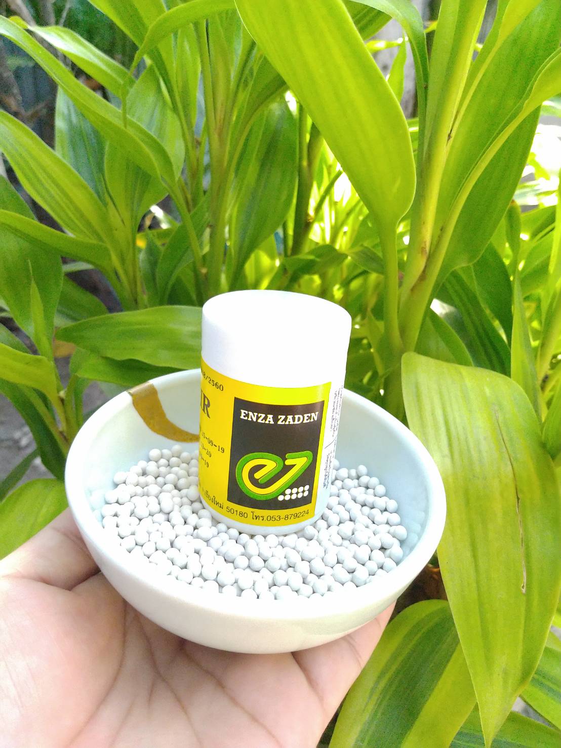 babyredcos (MOONRED) Enza Zaden 1000 pills (เคลือบ)