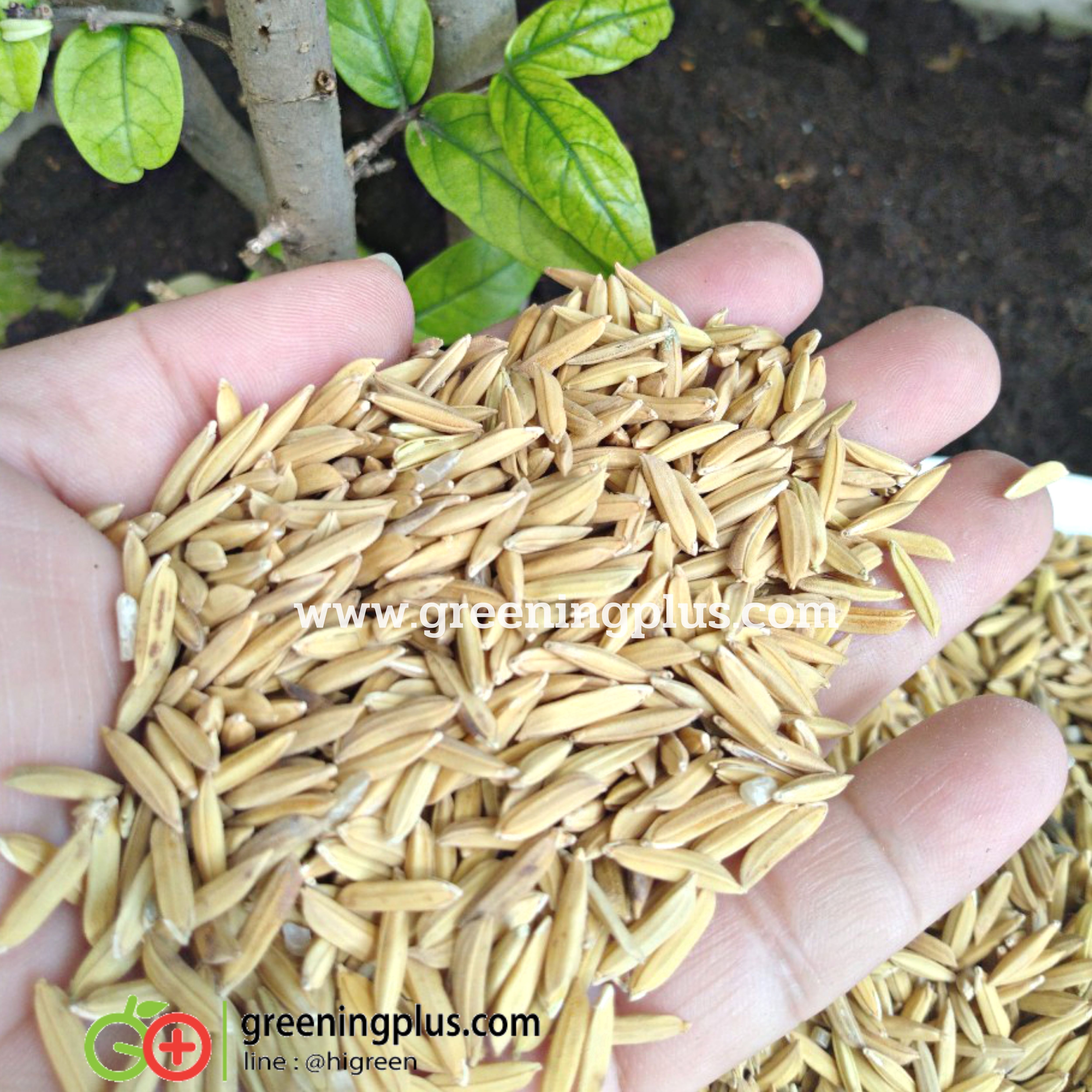 ข้าวเปลือก เกรด A ตราไก่ชน (แบ่งขาย) ขนาด 1 กก