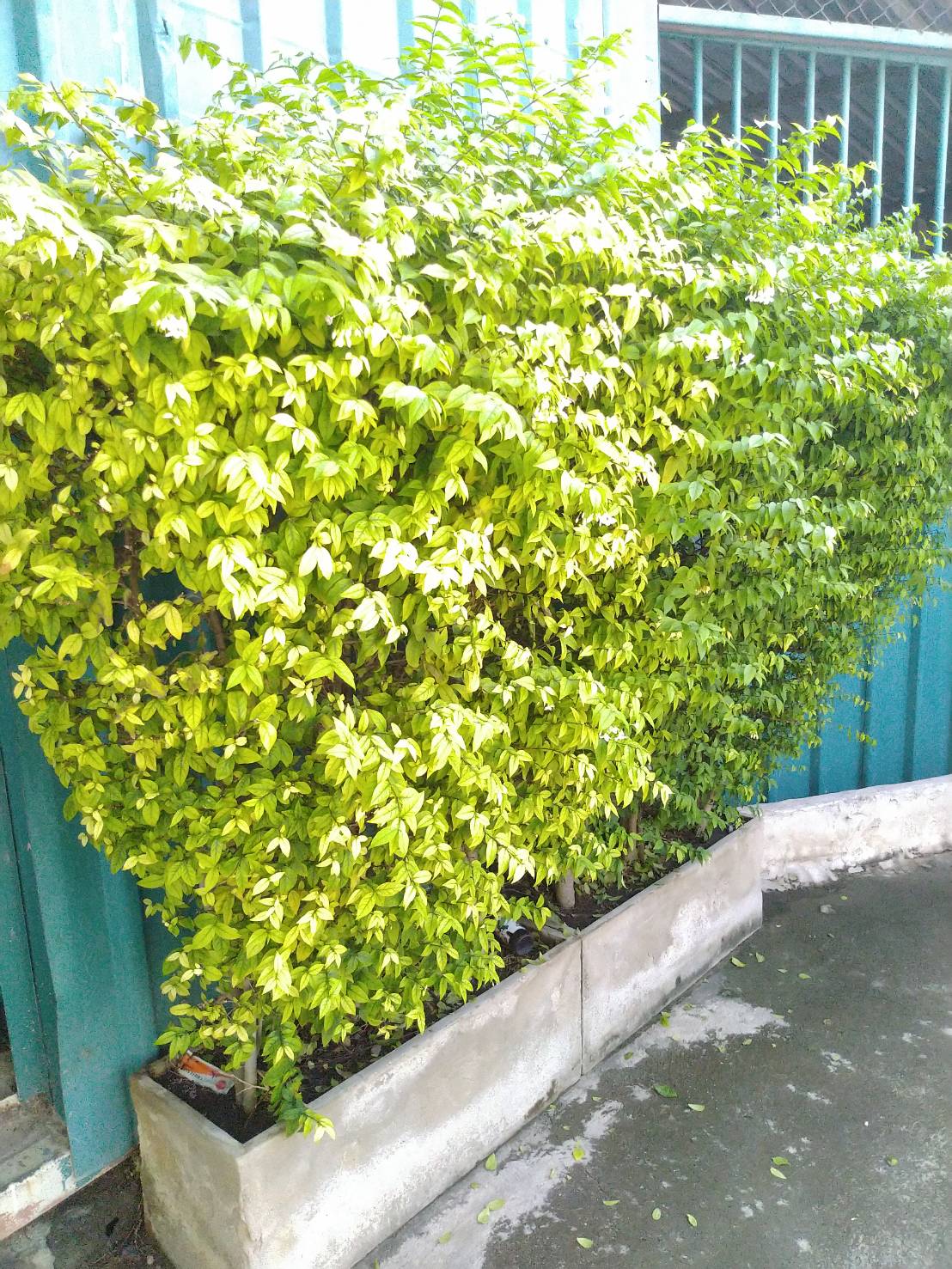 ปุ๋ยอินทรีย์แบบผง (สีเขียว) ขนาด 1 กก." ขวัญกสิกร "บำรุงลำต้นและใบ