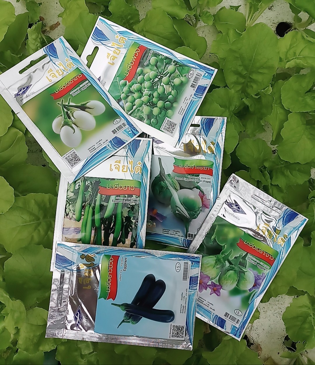 มะเขือพวง pea eggplant เจียใต๋