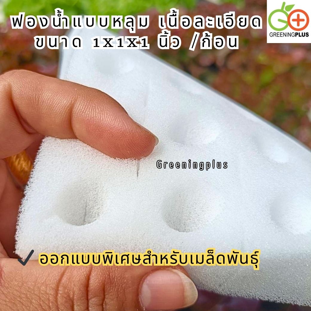ฟองน้ำแบบหลุม เนื้อละเอียด ขนาด 1x1x1 นิ้ว (100 ช่องปลูก / แผ่น) จำนวน 1 แผ่น