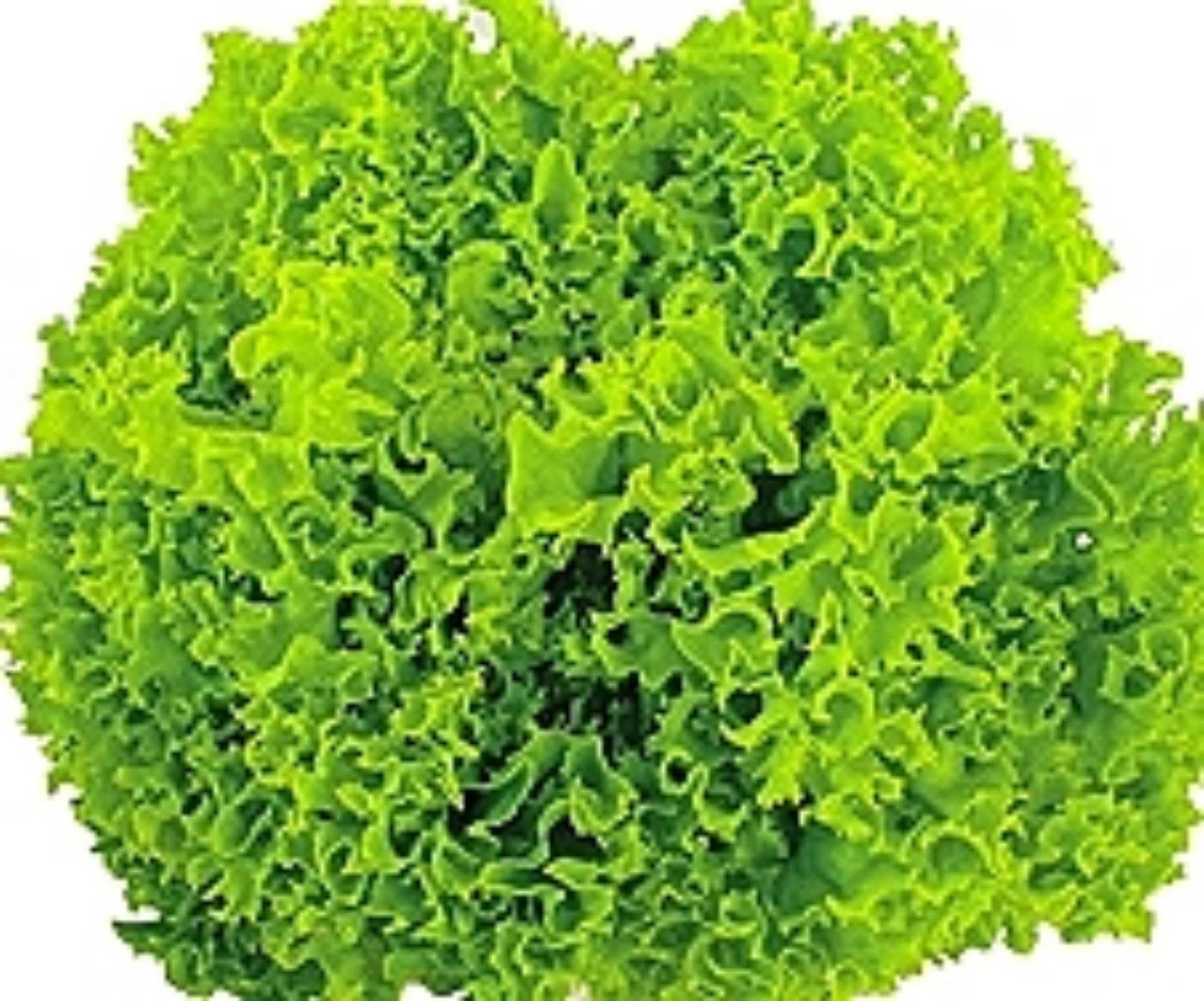 green coral 100 pills(ไม่เคลือบ)