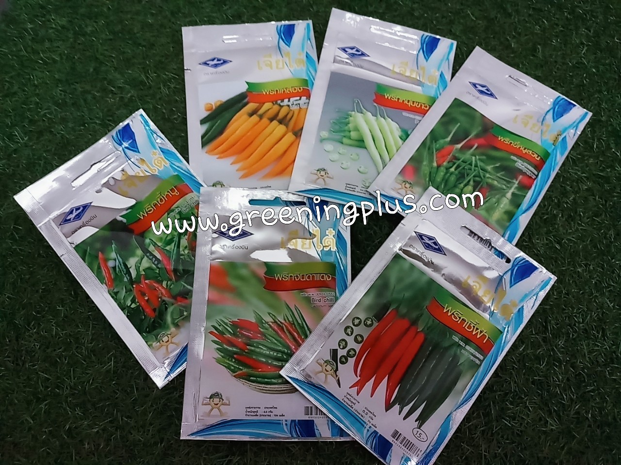 พริกขี้หนูสวน bird pepper เจียใต๋