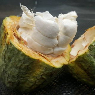 น้ำโกโก้คั้นสดสกัดเย็นไม่ใส่น้ำตาลผลิตจากผลโกโก้จันทบุรีหวานอมเปรี้ยว150มล 12ขวด วีแกน มีจุลินทรีย์