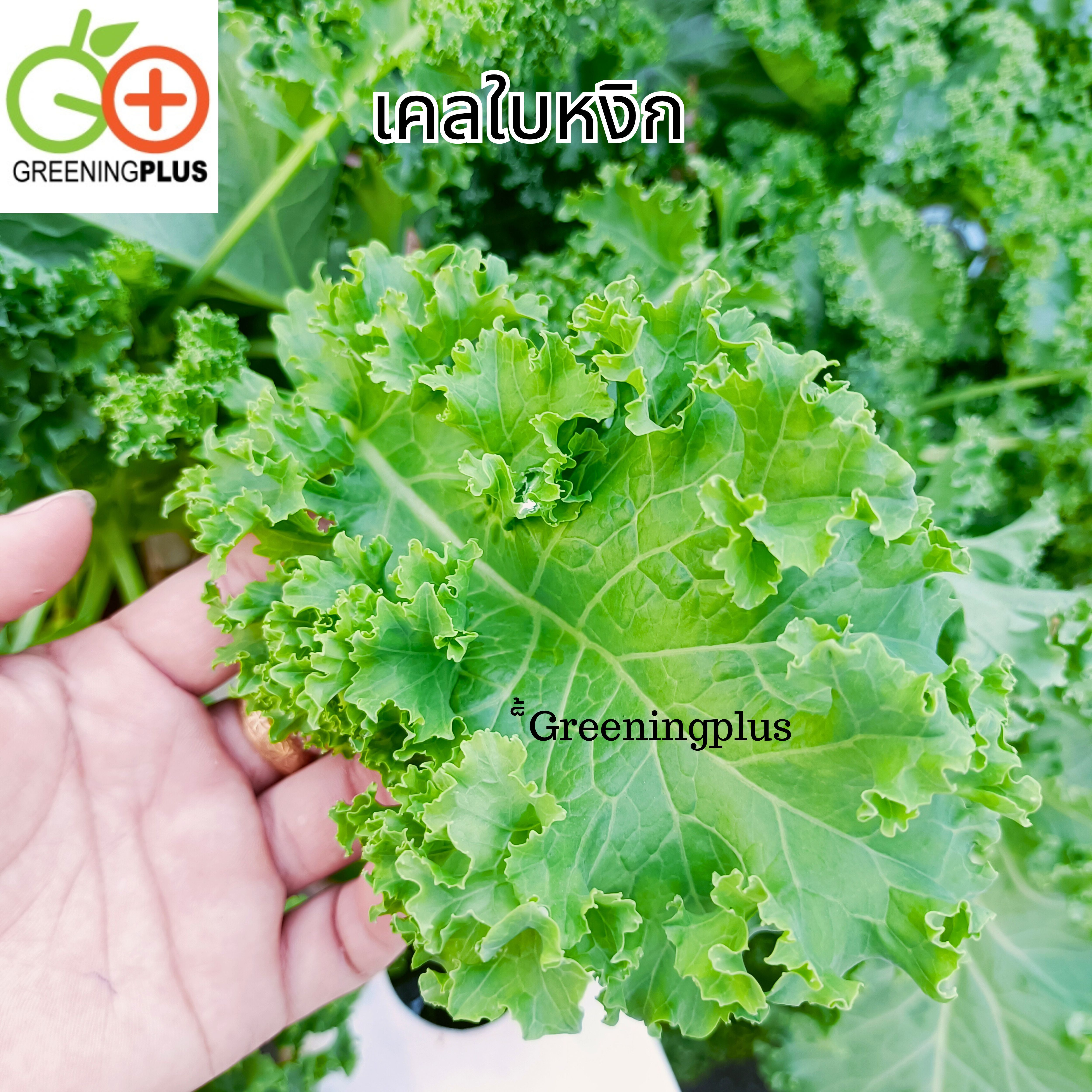 KALE เคลใบหยิก 100ม./ซอง