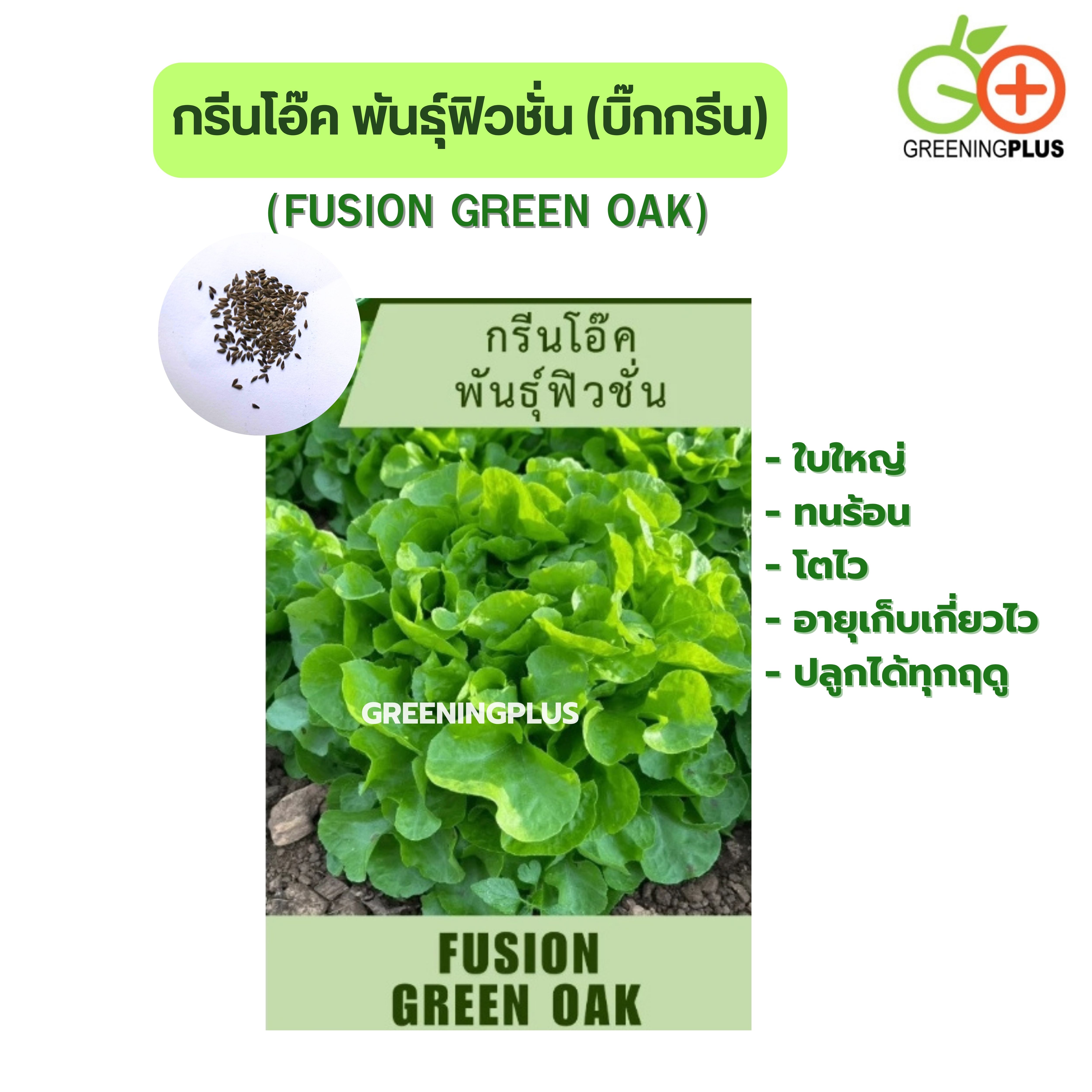 กรีนโอ๊ค พันธุ์ฟิวชั่น (บิ๊กกรีน) 1000 เมล็ด แบบไม่เคลือบ ,เมล็ดสีดำ
