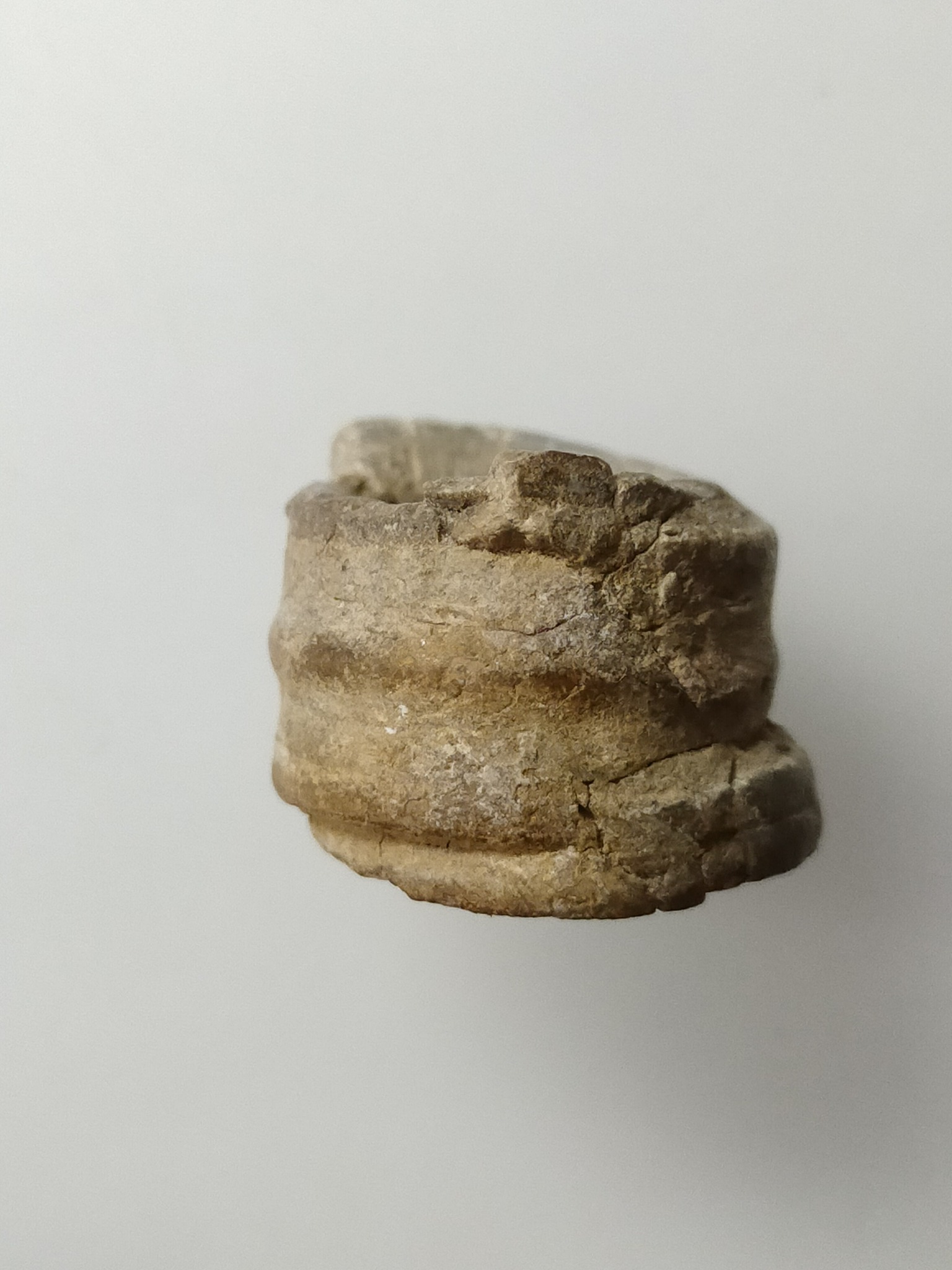 H431 ฟอสซิล ไม่ทราบชนิด