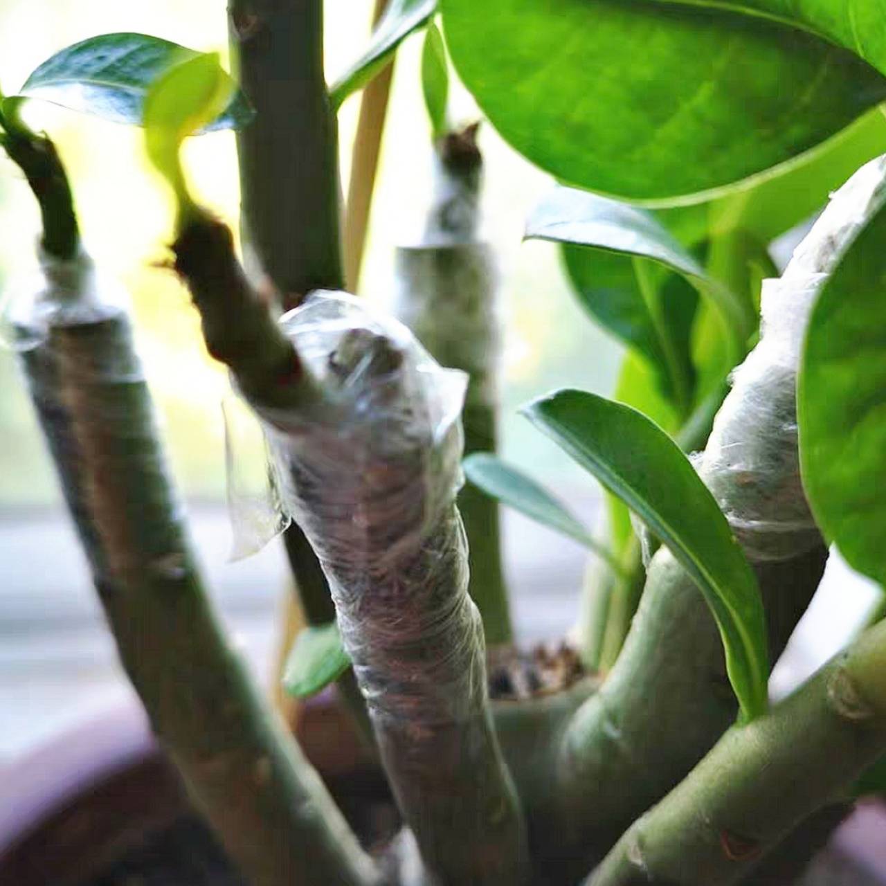 เทปพันกิ่งแบบใส (จำนวน 2 ม้วน)