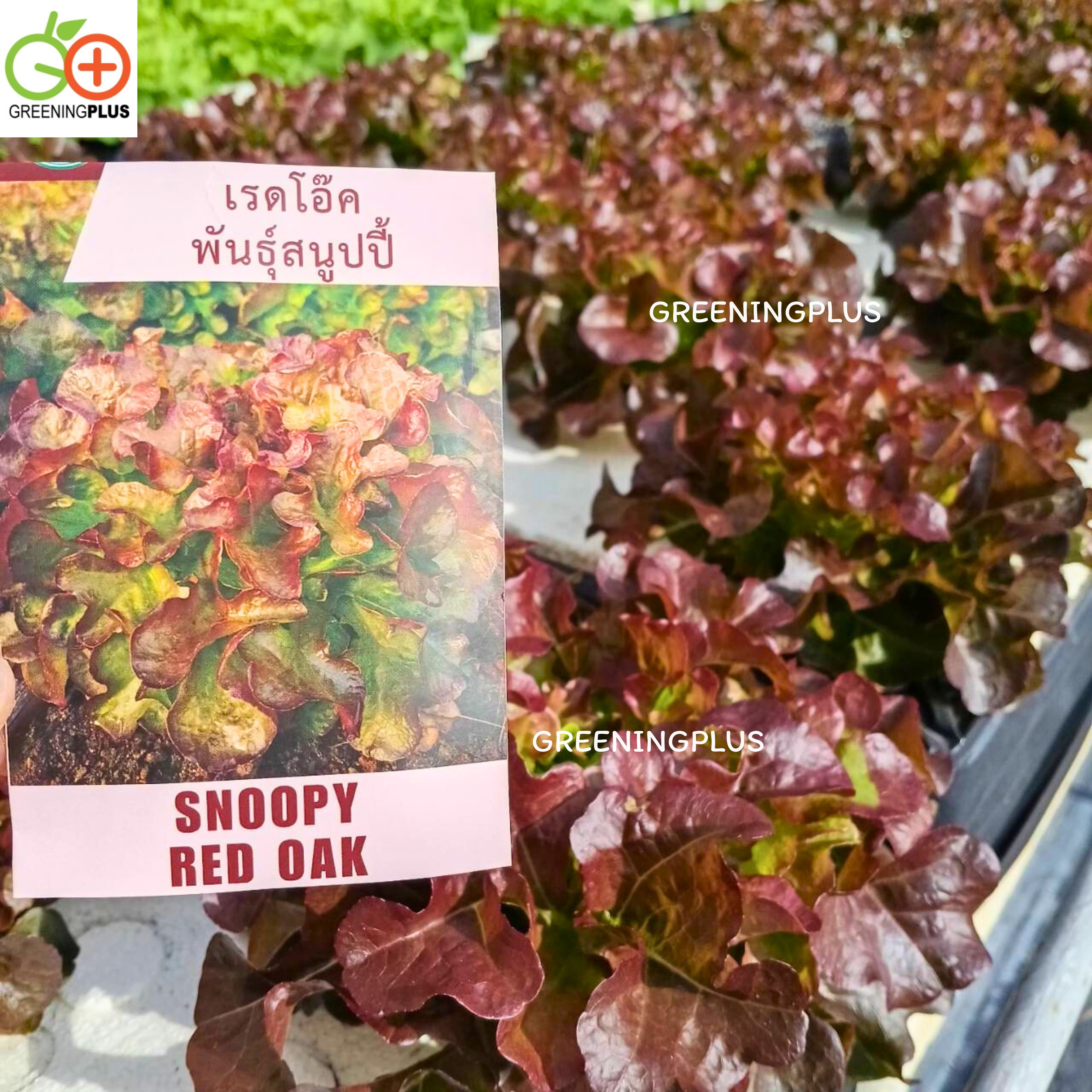 เรดโอ๊ค พันธุ์สนูปปี้ (ลักกี้) 500 เมล็ด แบบไม่เคลือบ (เมล็ดสีดำ )