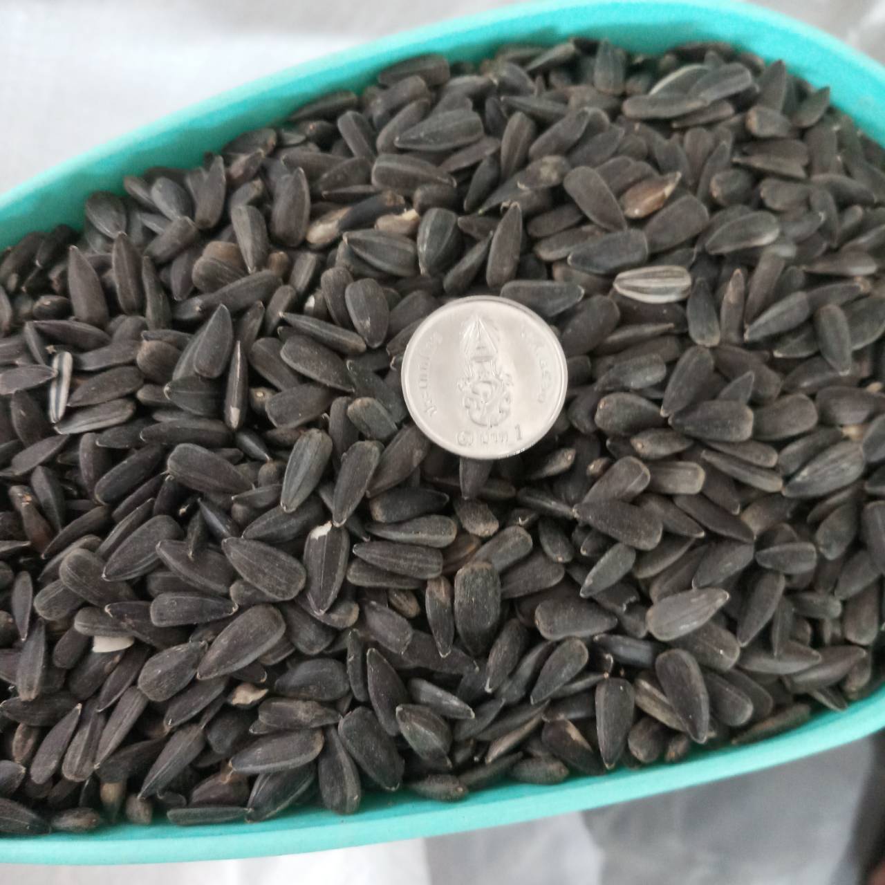เมล็ดทานตะวันงอก Sunflower Seed 1กก.