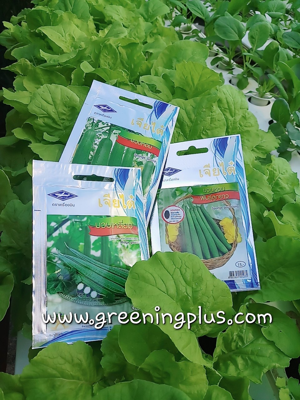 บวบหอม sponge gourd เจียใต๋