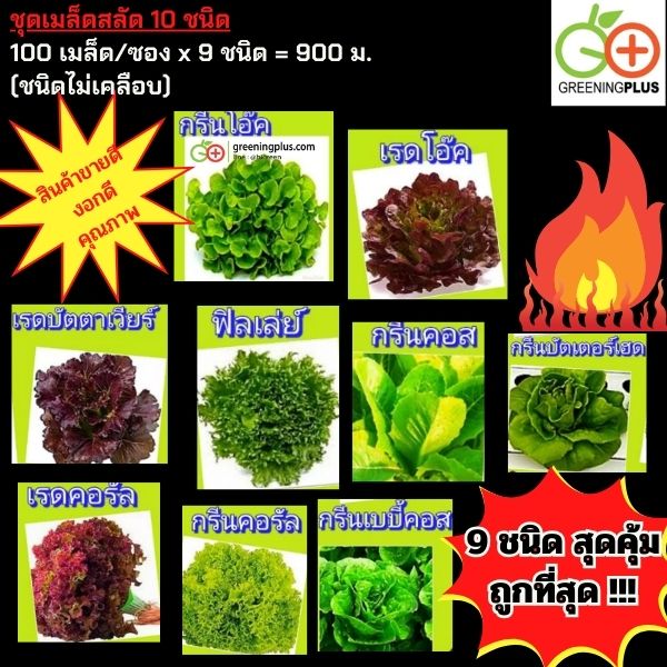 ชุดเมล็ดสลัด 9 ชนิด / แพ็ค