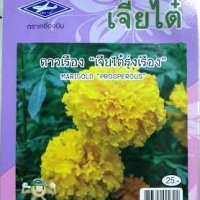 ดอกดาวเรือง เจียใต๋รุ่งเรือง Marigold