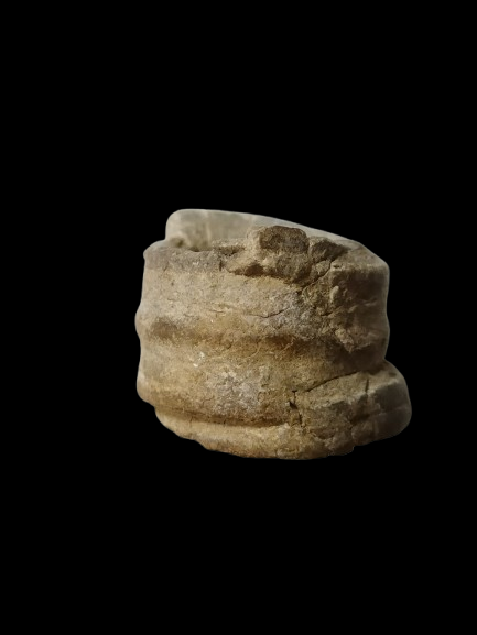 H431 ฟอสซิล ไม่ทราบชนิด