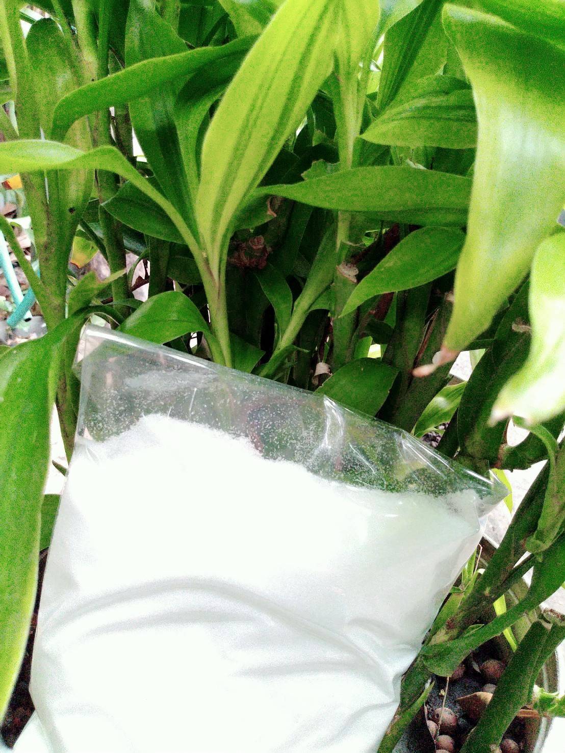 โมโนแอมโมเนียมฟอสเฟต (MAP) 1000 กรัม