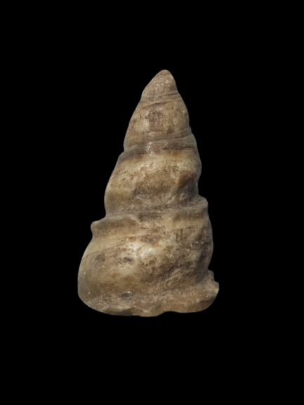 F247 คตหอย หอยกลายเป็นหิน