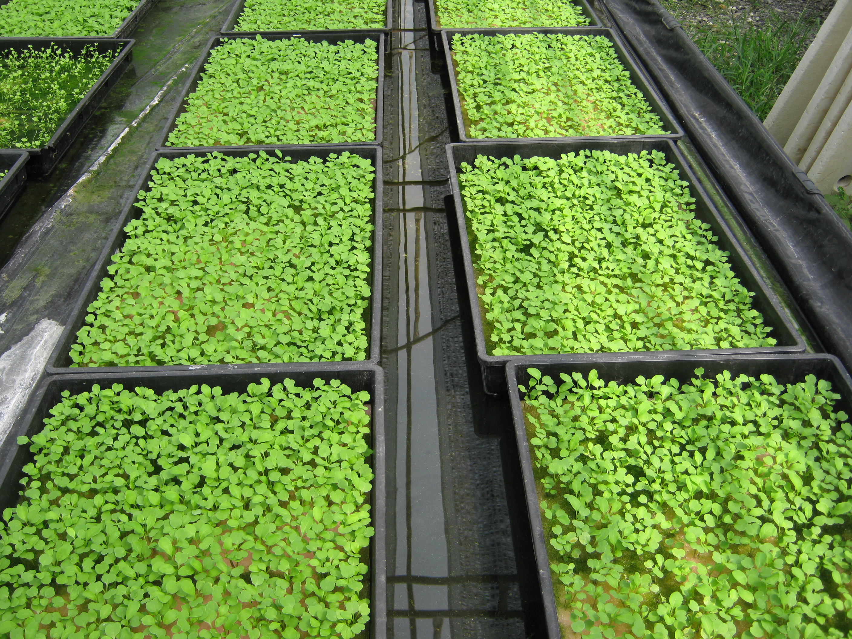 ร็อคเก็ต Rocket 5 กรัม