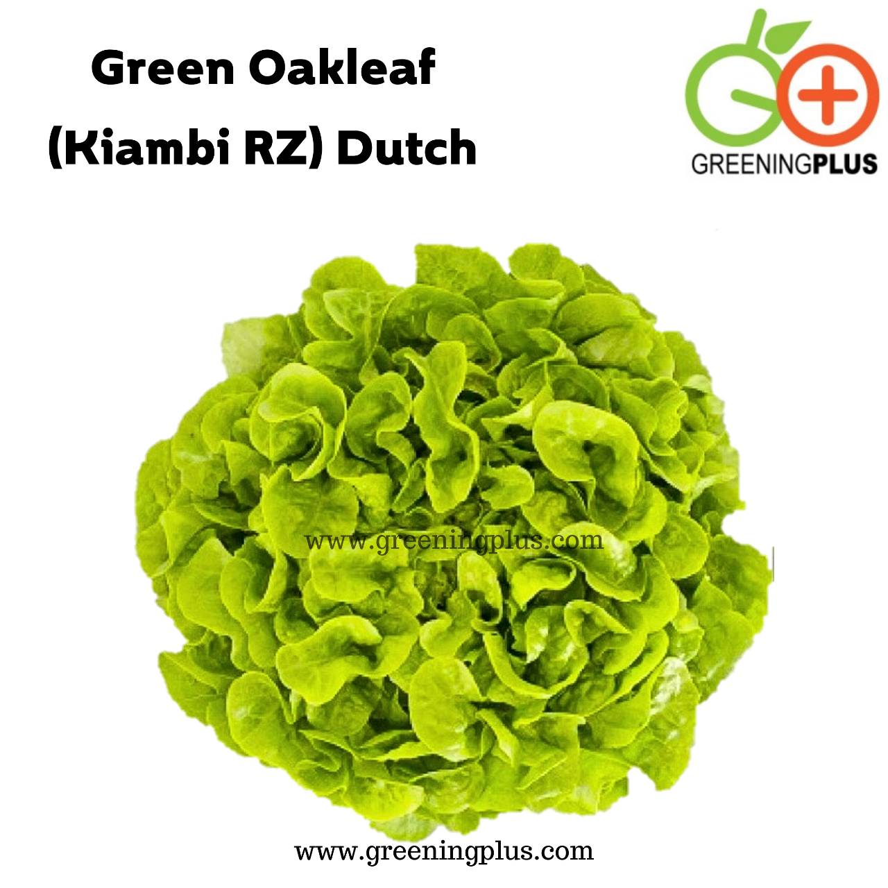 green oakleaf (KIAMBI) Dutch 10 pills(เคลือบ)