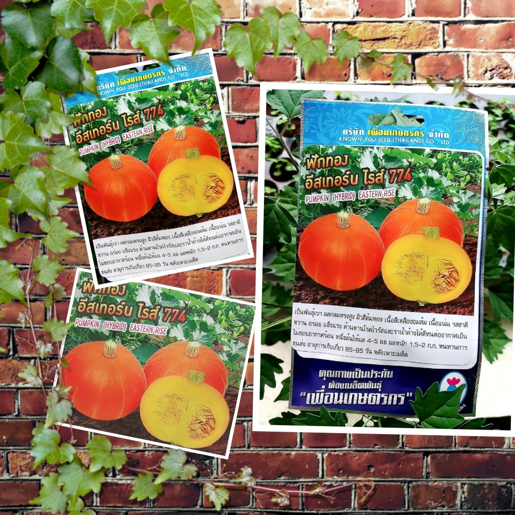 ฟักทอง อีสเทอร์ไรซ์ Pumpkin Eastern rise เพื่อนเกษตร