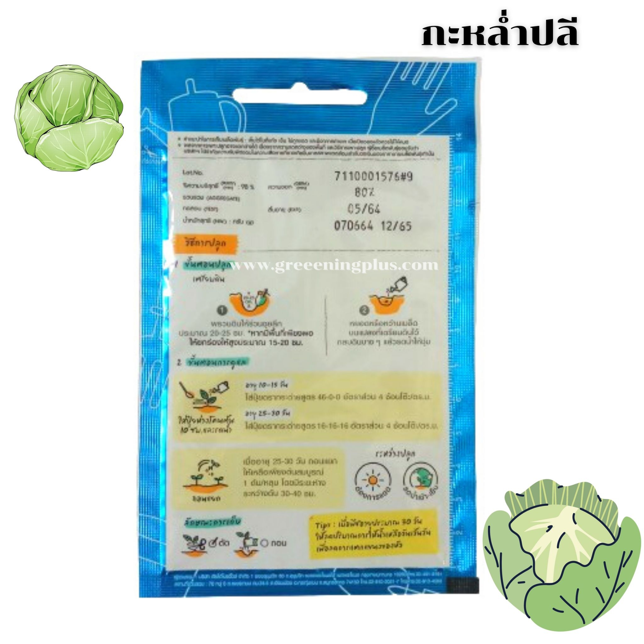 กะหล่ำปลี (Cabbage) เจียไต่